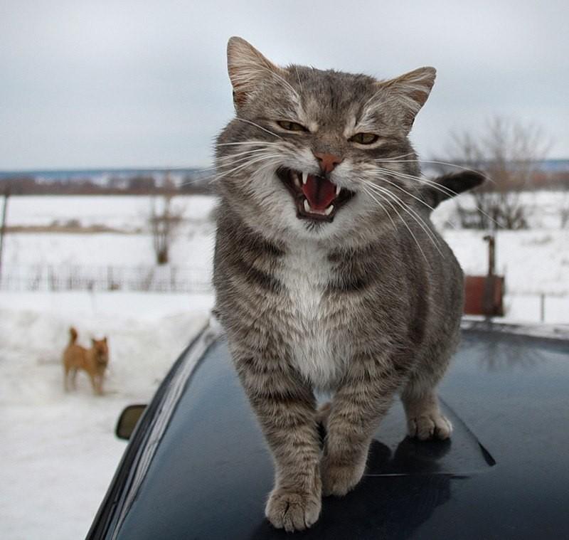 Мягкий гвардеец - кот