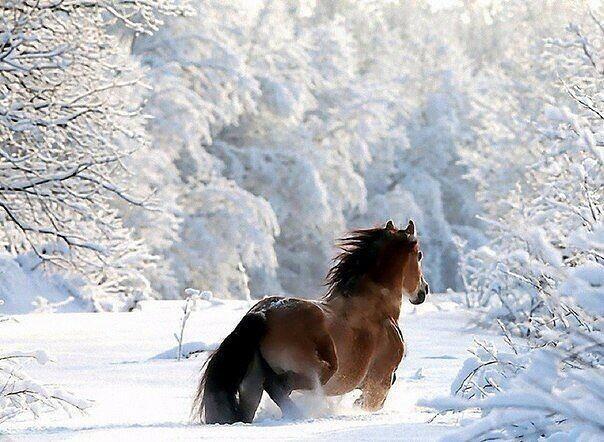 Поселилась Белая Зима!