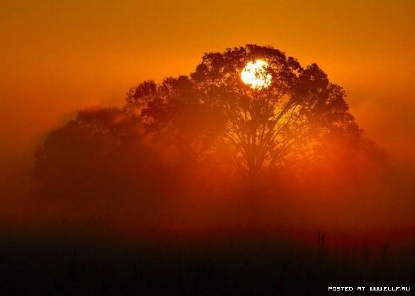 По раскидистым дубравам