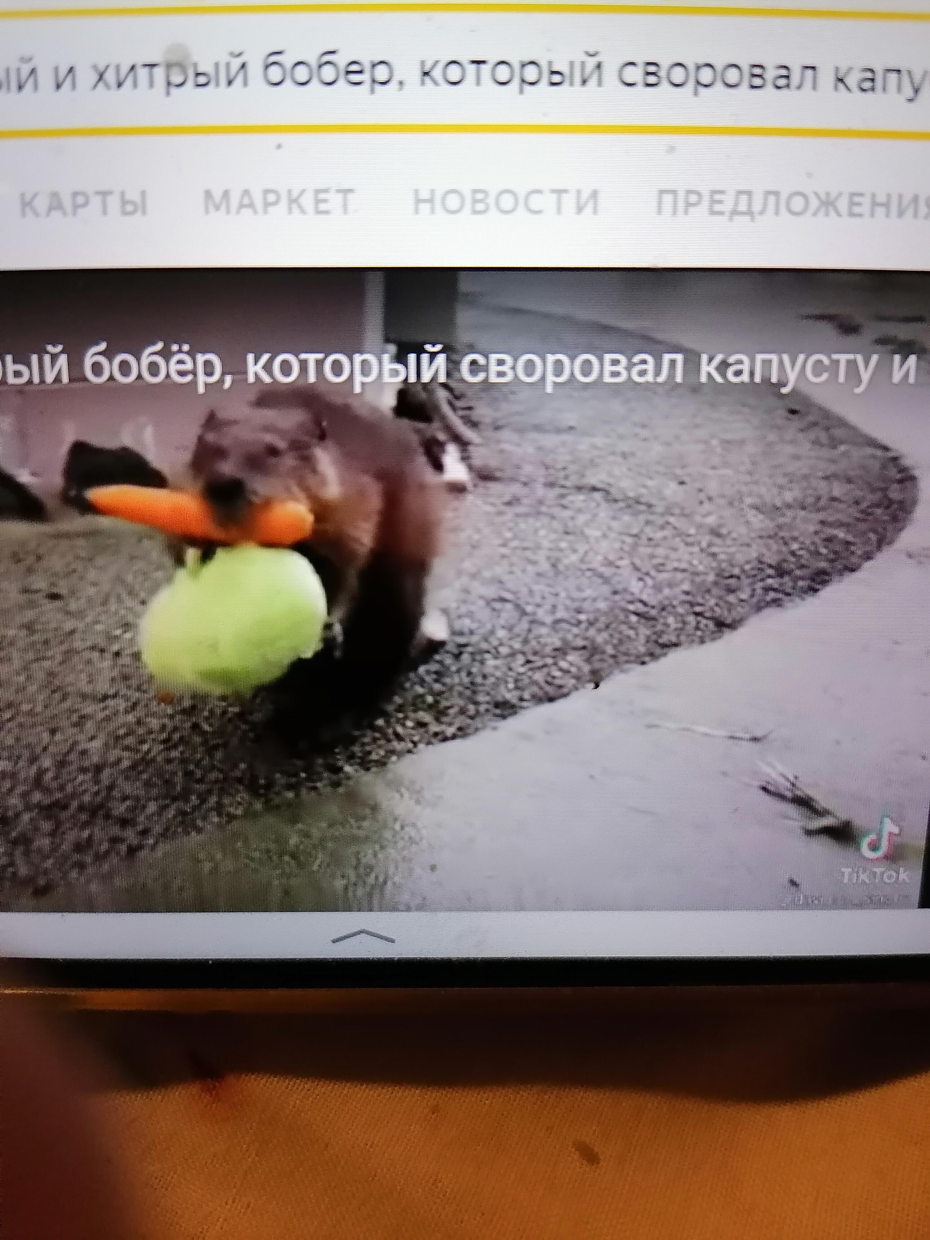 Он не Бамбр... 