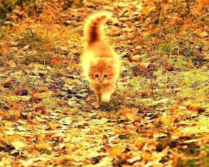 Котёнок цвета осень