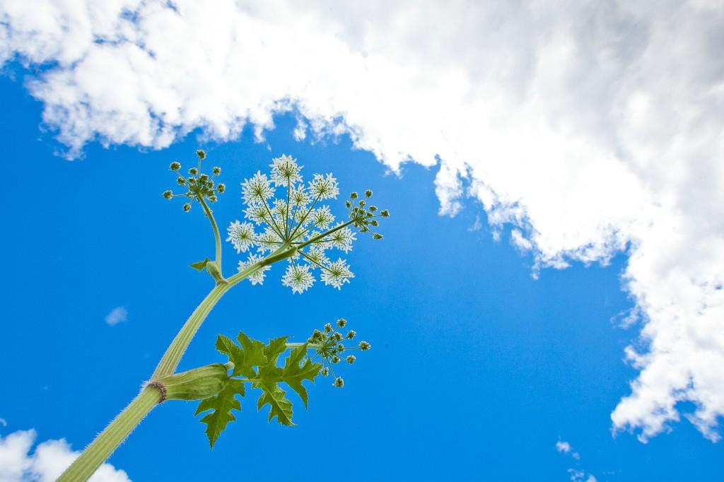 Упаду в родники облаков...