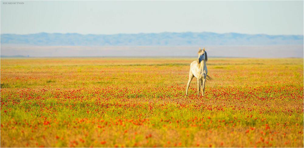 Домбра (Автор : Khelga )