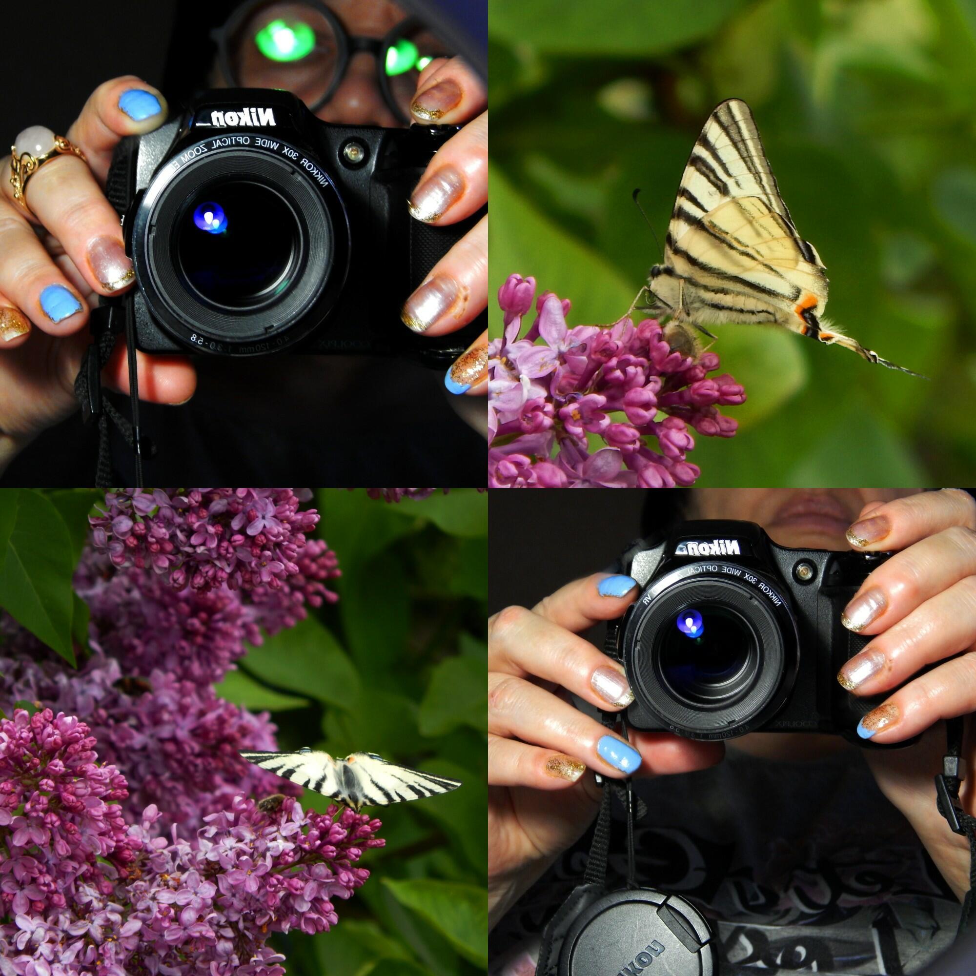 КРИЧИ, КОРОСТЕЛЬ