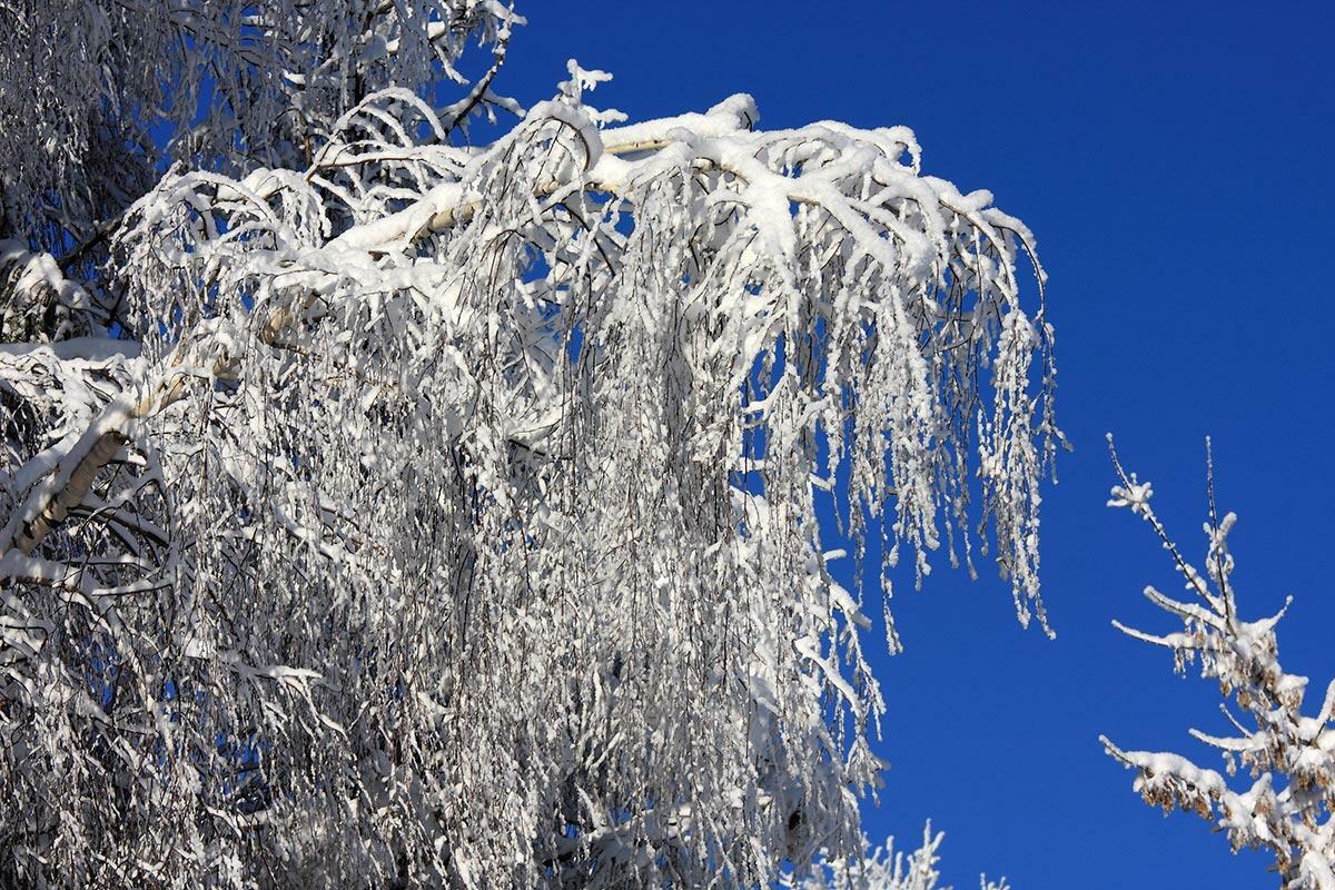 Стеклянными прутьями ветер играет