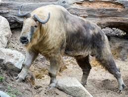 ТАКИН. АЛФАВИТ ДЕТСКИЙ. БУКВА «Т».