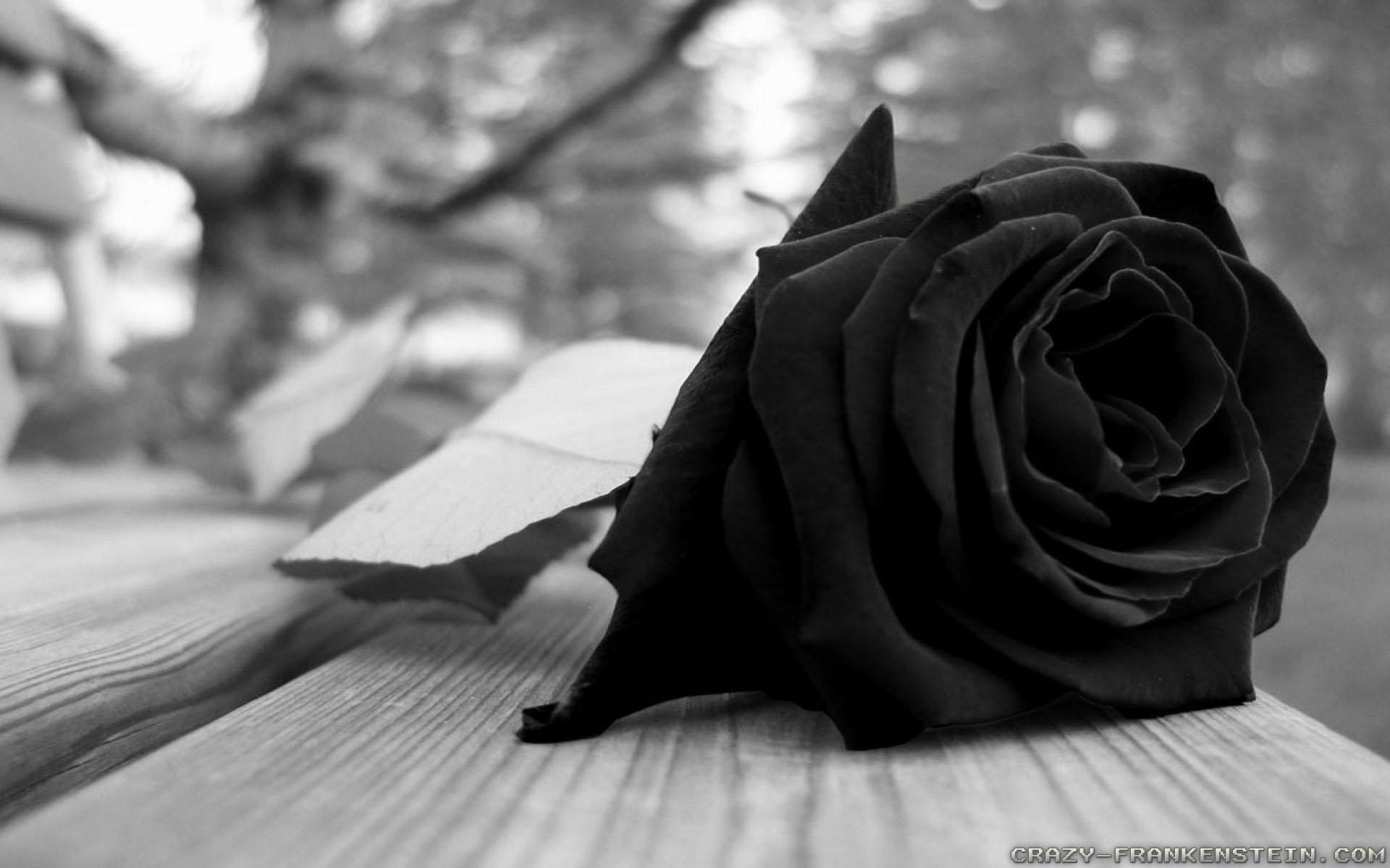 Черная роза арт5