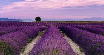 Я желаю тебе много счастья