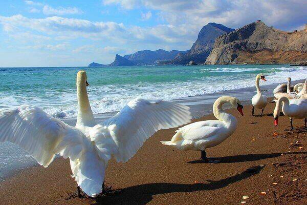 ЛЕБЕДИ НА БЕРЕГУ.