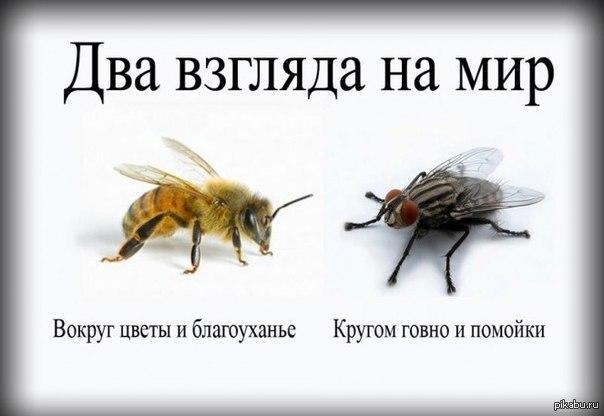 Пчела спросила, как-то Муху...