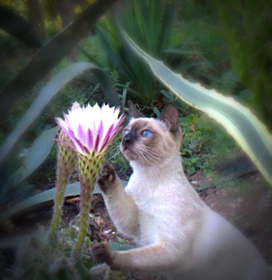 Ода цветку (Опунция хуажопензис)