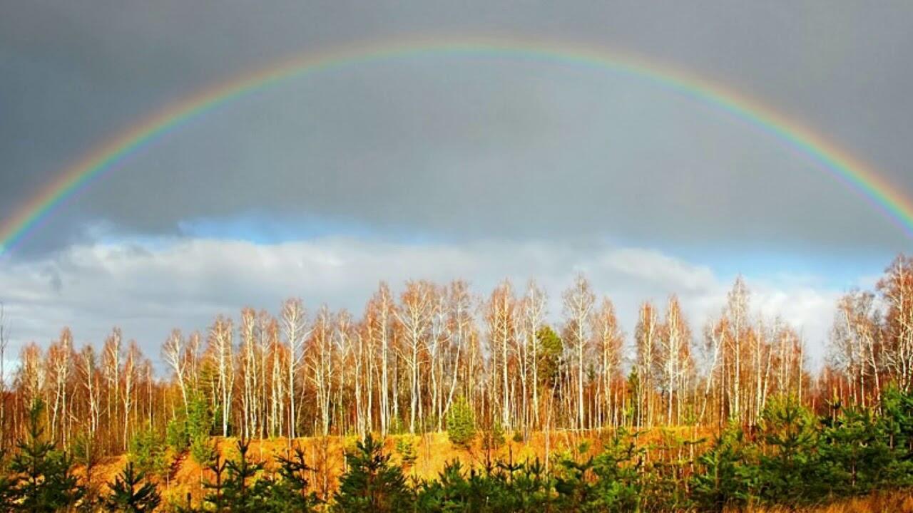 Осень полна. Осень Радуга. Радуга осенью. Осень Радужный. Береза Радуга.