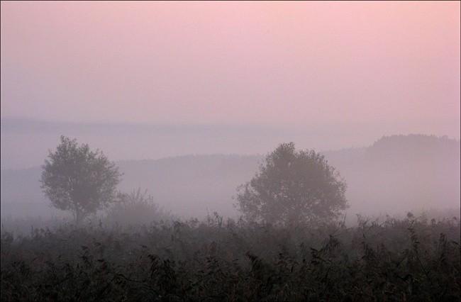 Вновь розовый туман
