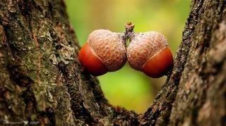 Хокку (желуди).