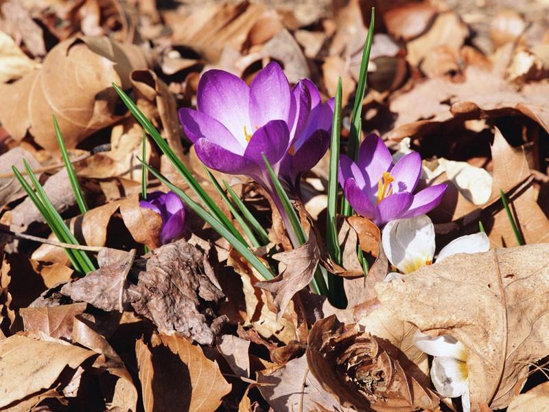 КРОКУС (хокку)