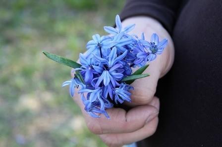 Подснежники пахнут медом