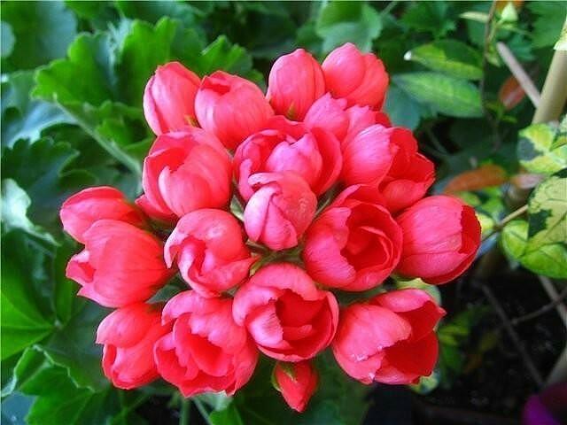 Пролетела молодость