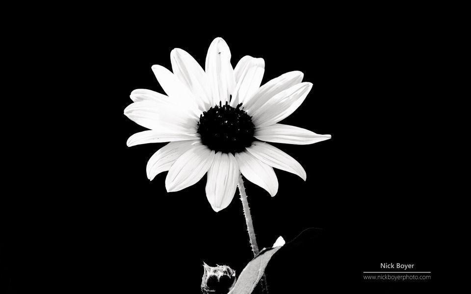 О чём молчит ночная птица