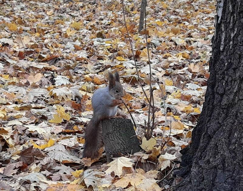 ПОЛИФОНИЯ ОСЕНИ