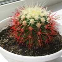 Кактус (стихи для детей)