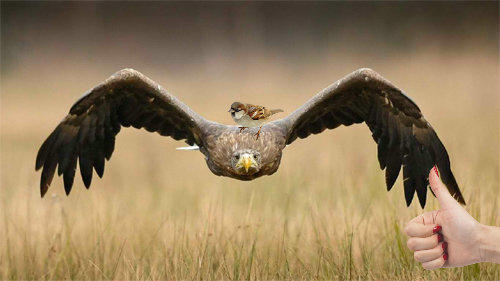 неважно какой длины у тебя хвост.  Важнее кто на нём сидит.