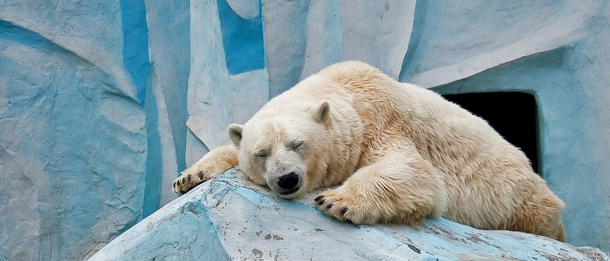 Ответ поэту - Медведь Белый - НЕРАЗРЕШИМОЕ