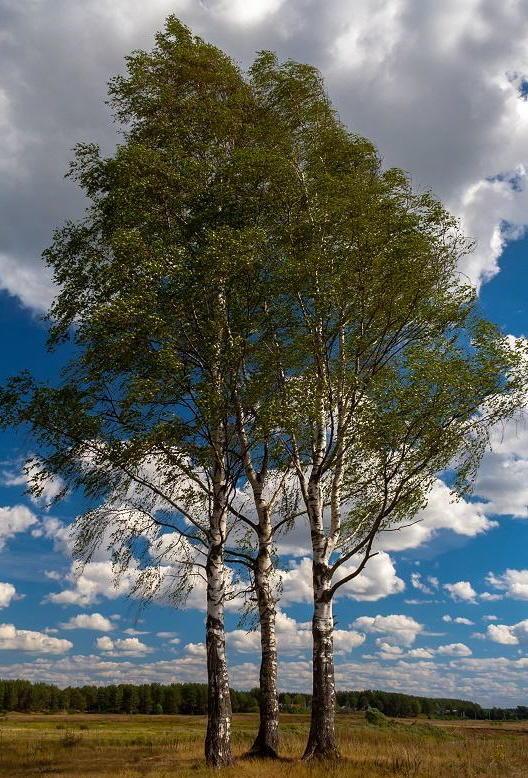 БЕРЁЗЫ СТАРУШКИ