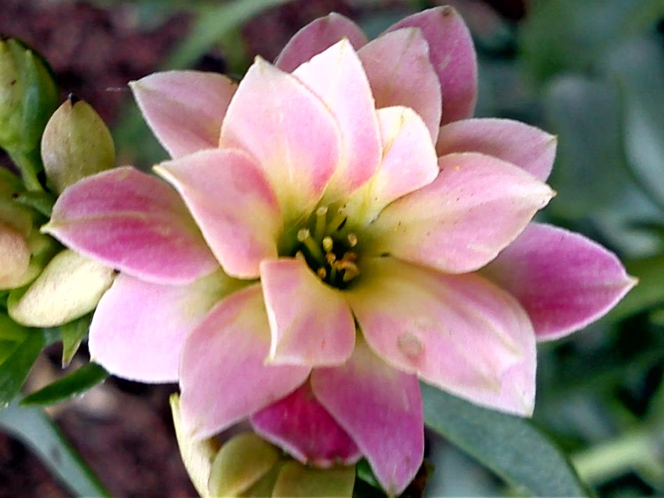 Притчи, глава 12 - перевод с иврита