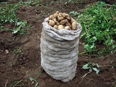 Жизнь как картошки мешок