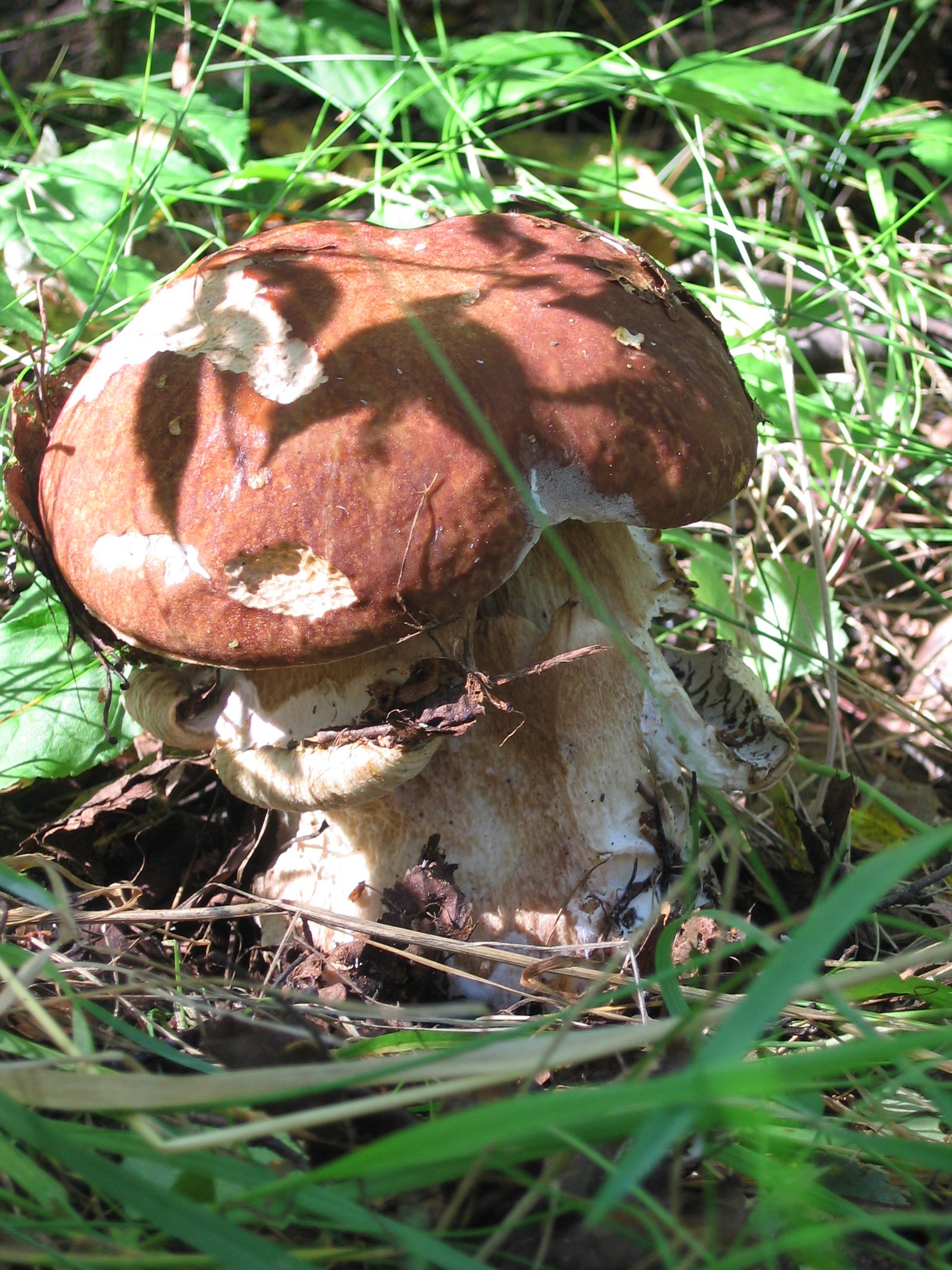 К ЧЕМУ ПРИВЫКЛИ