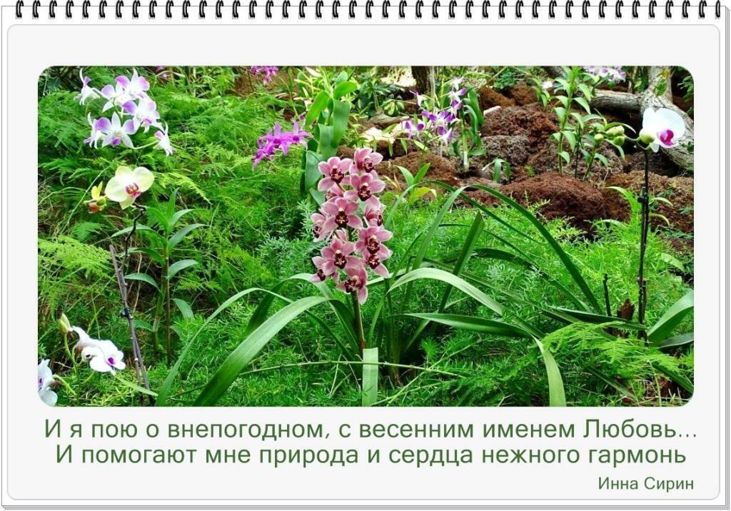 И я пою о внепогодном