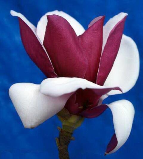 ЦВЕТЁТ МАГНОЛИЯ!