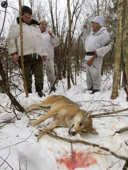 Одинокий волк