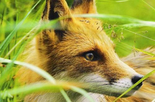 Айнеджи тильки (Хитрая Лисица)