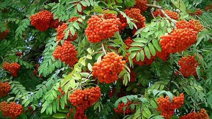 РЯБИНОВЫЕ   БУСЫ - ( а к р о )