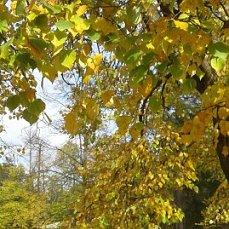 Пушкинская осень