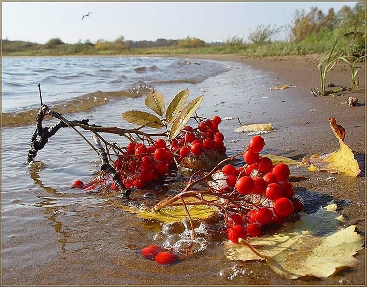 Рябиновый браслет