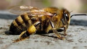 Жужжит пчела