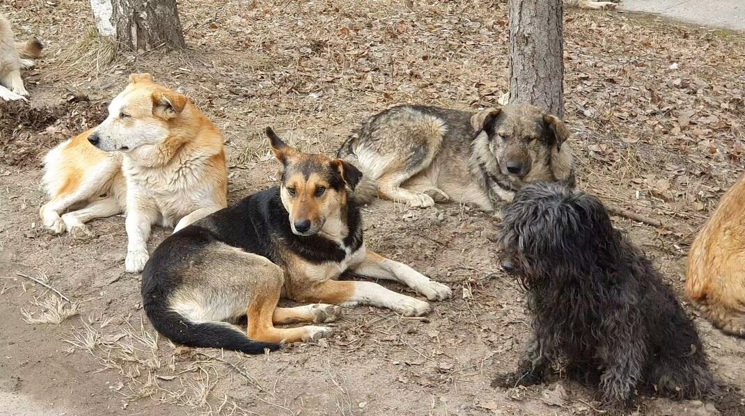 Обречённые к стае