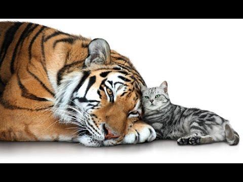 Стихотворение «Тигр и кошка. Сказка для взрослых», поэт Алиева Ольга