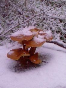 Метаморфозы природы