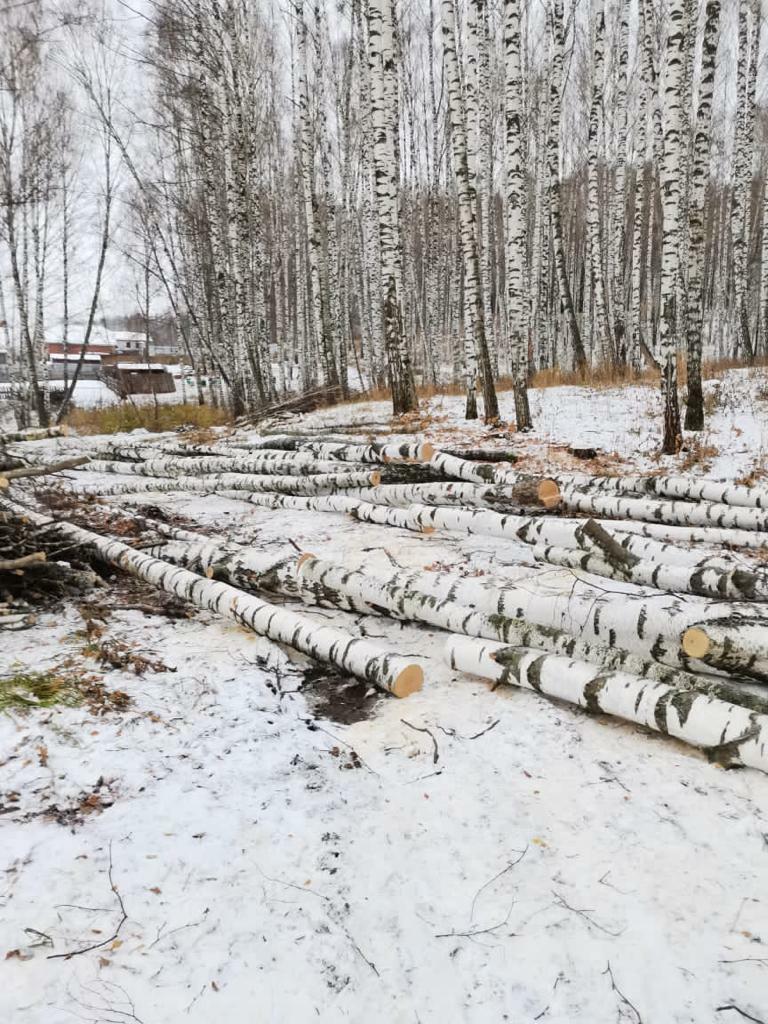 В память о загубленной роще