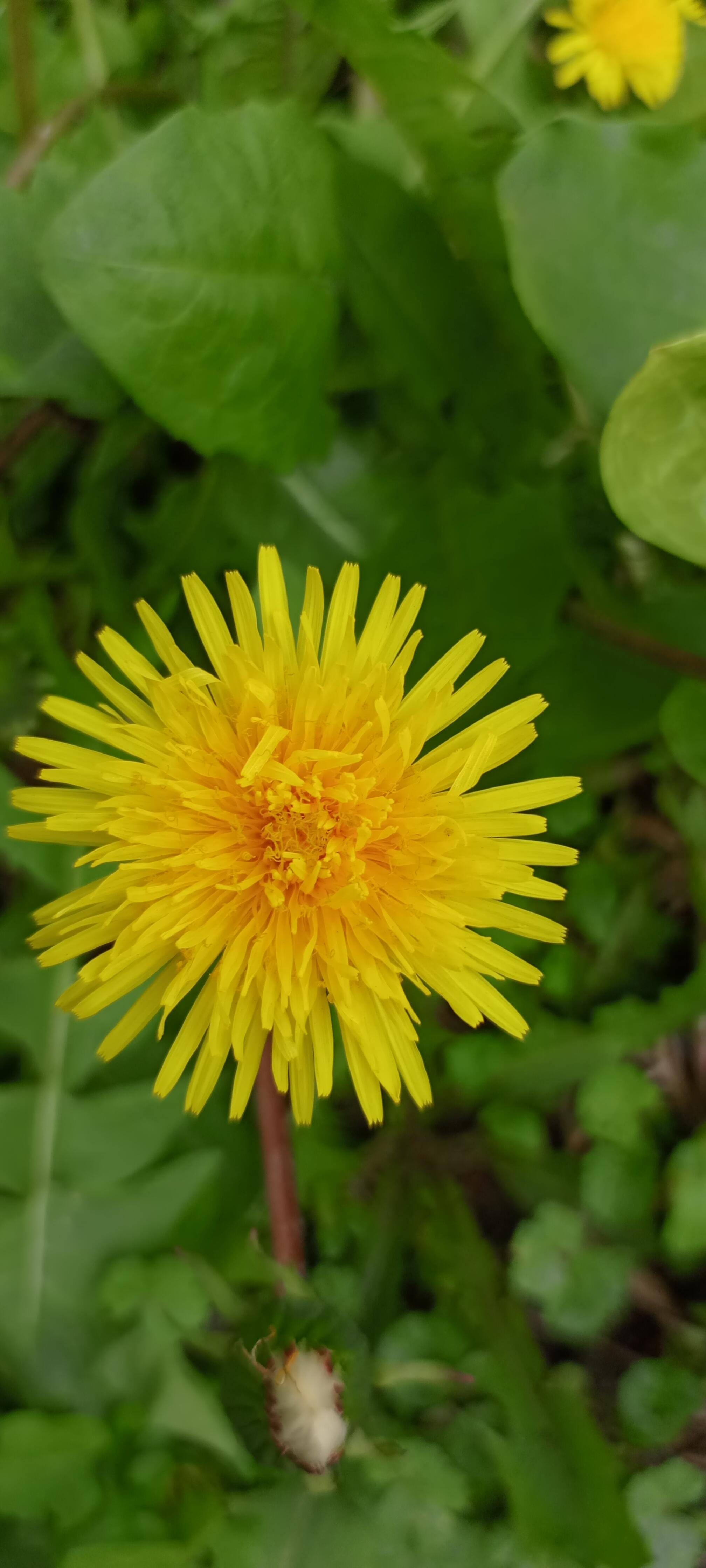 Идём все на парад.