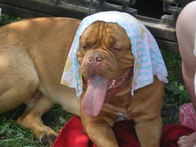 Летний зной.