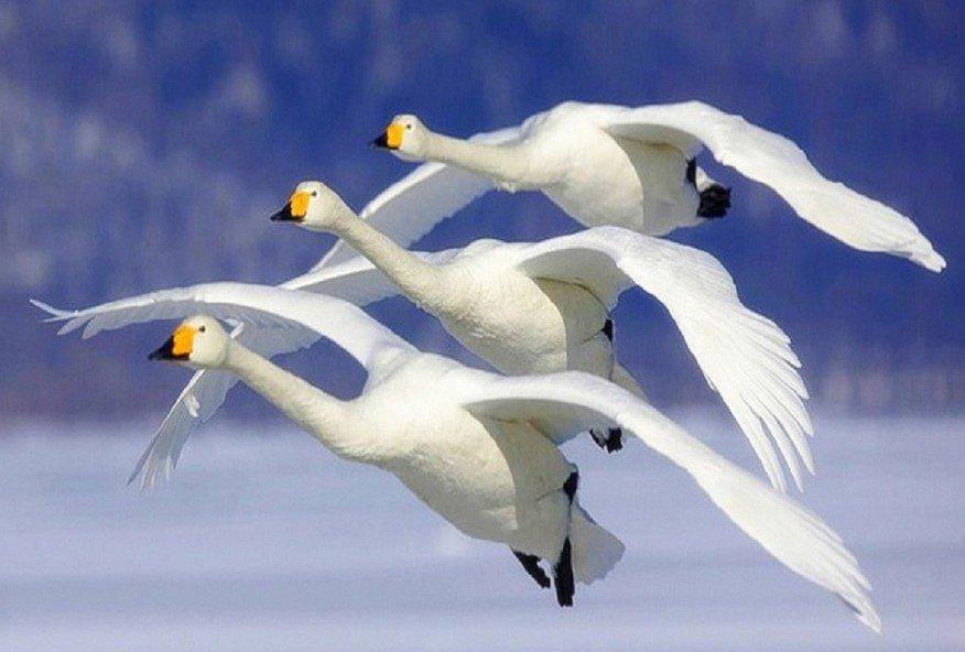 Легкое дыхание.