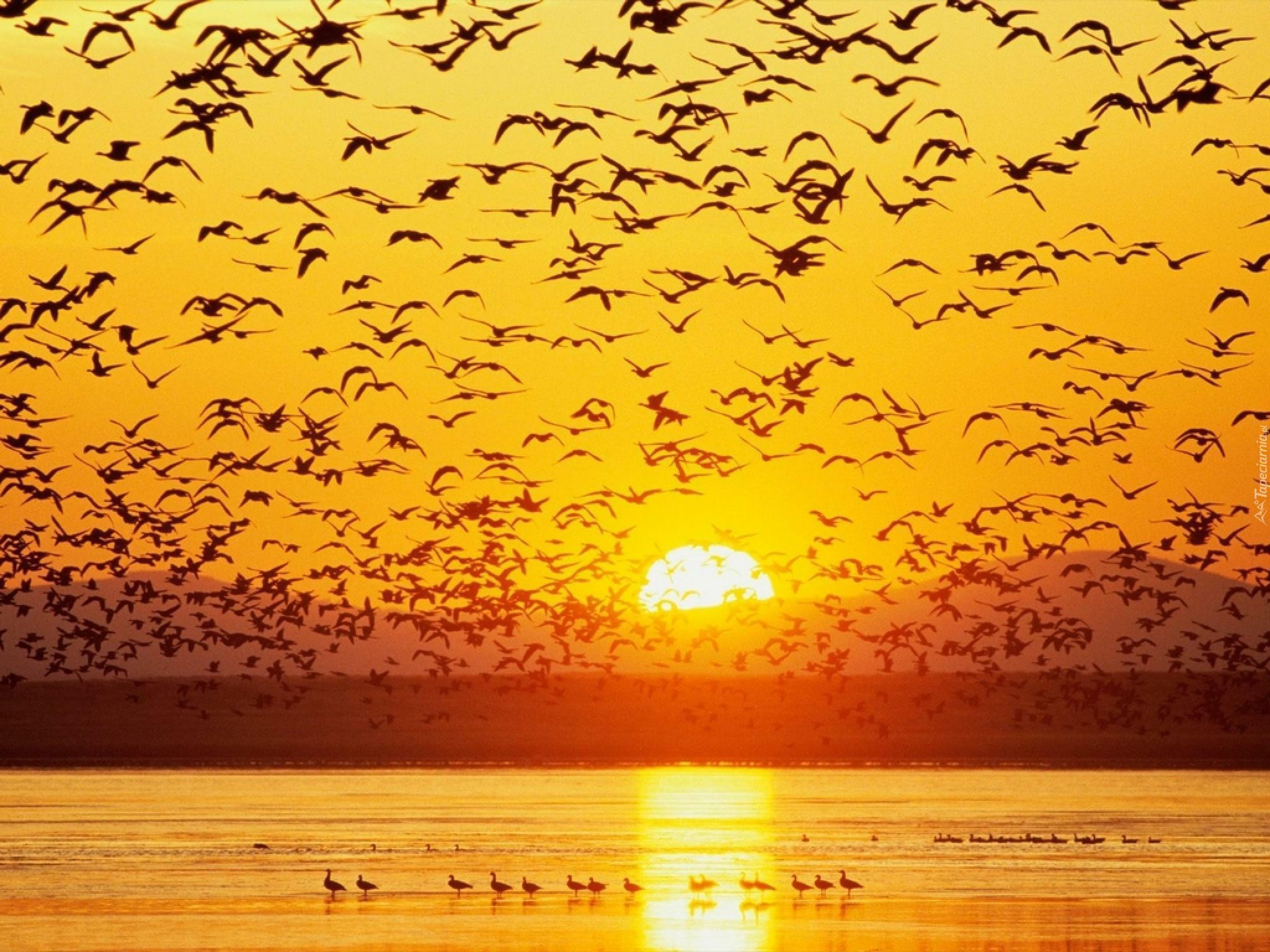 Словно стая птиц. Стая птиц. Птицы на закате. Закат солнца и птицы. Стая желтых птиц.