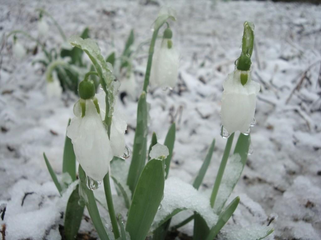 Снежок подснежник. Подснежники под снегом. Подснежники в снегу. И расцвел Подснежник. Весенние цветы в снегу.