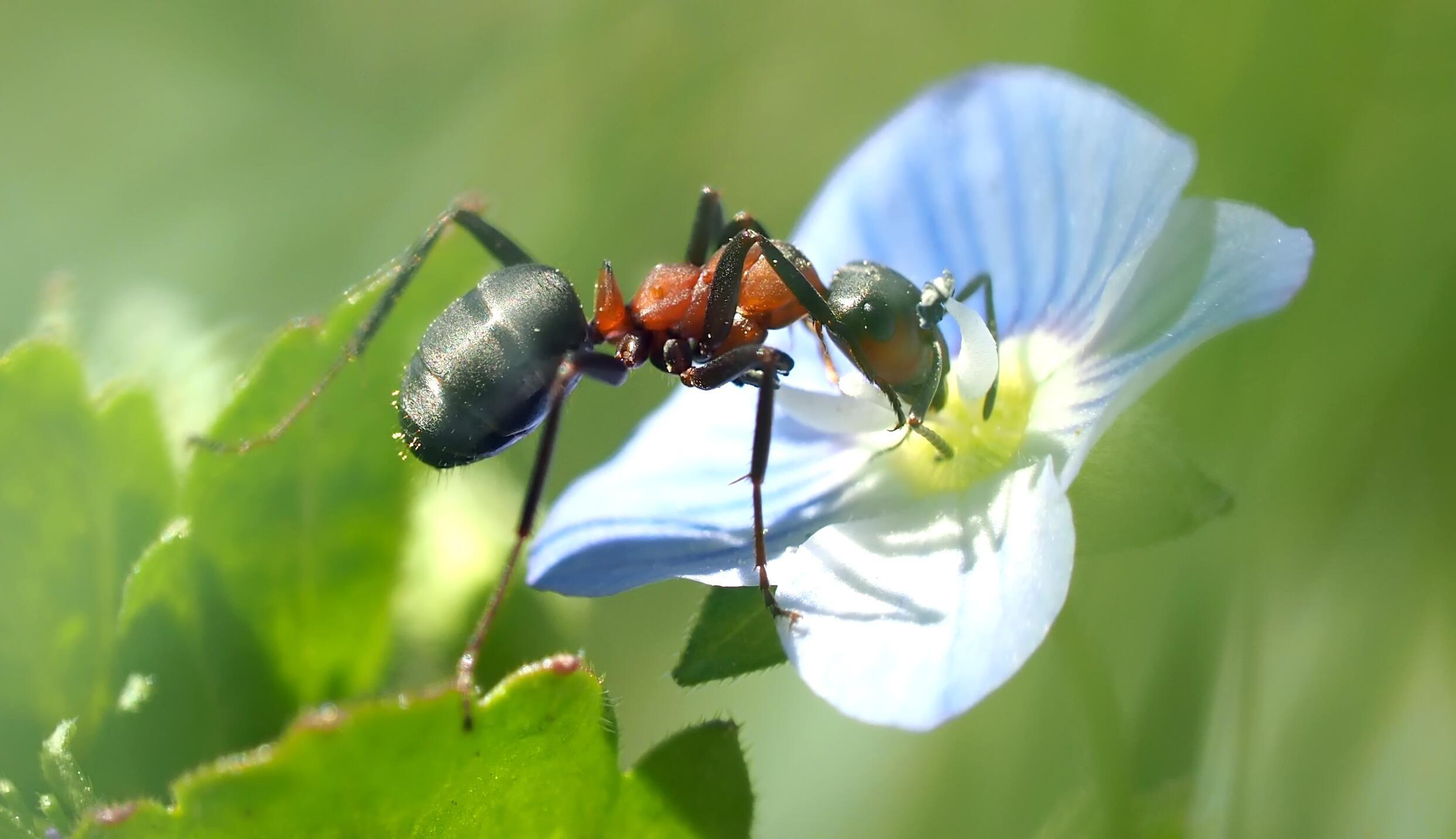 Насекомые защищают растения. Луговой муравей. Насекомые муравей. Насекомые на цветах. Муравей на цветке.