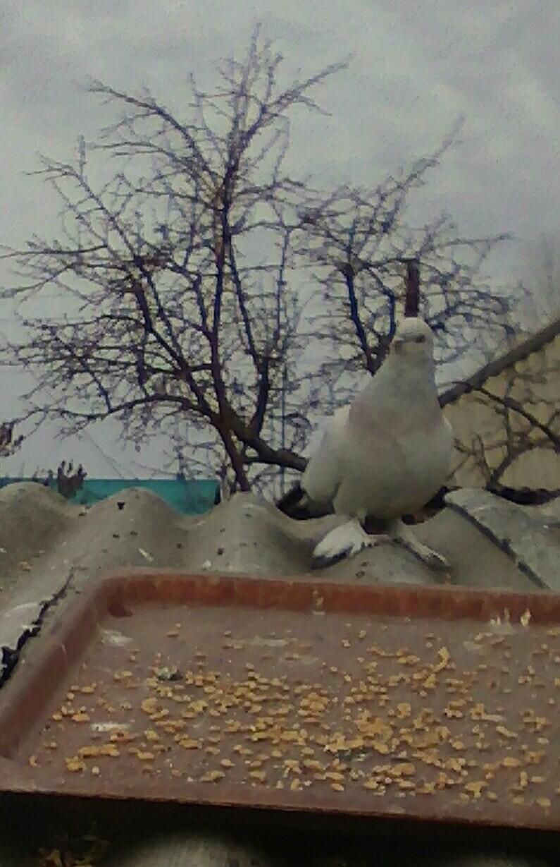 Поговорки про птиц