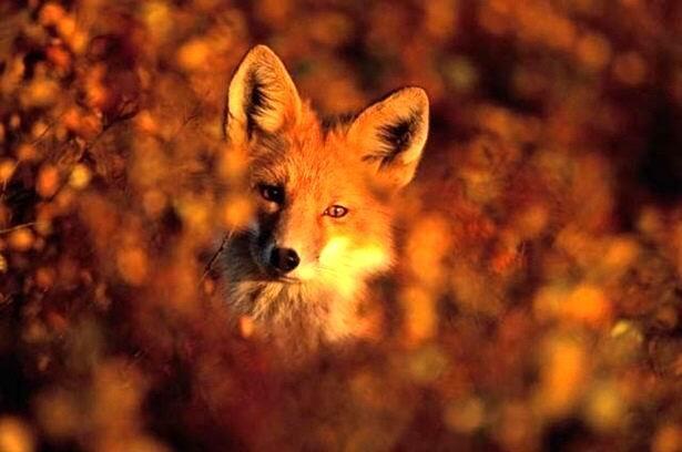 Осенние фантазии.